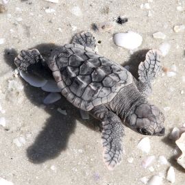 One Loggerhead Turtle’s 30-Year Journey